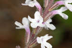 Carolina false vervain